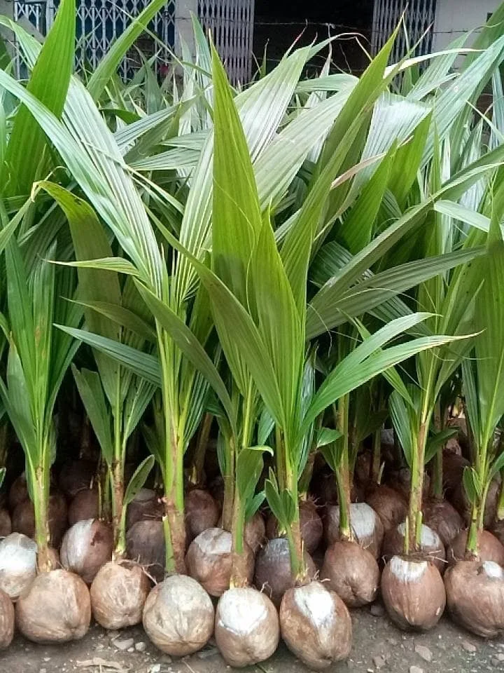 Coconut Seedlings (Tall / Dwarf / Hybrid)